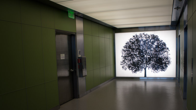 A photograph of ARBOR, an installation by Adam Frank.