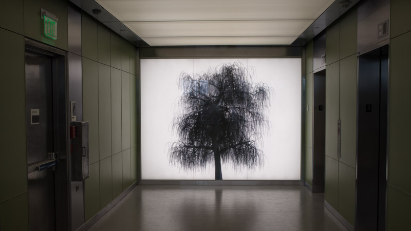 A photograph of ARBOR, an installation by Adam Frank.