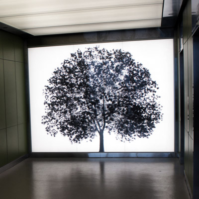 An image of ARBOR, an installation by Adam Frank.