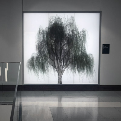 An image of ARBOR, an installation by Adam Frank.